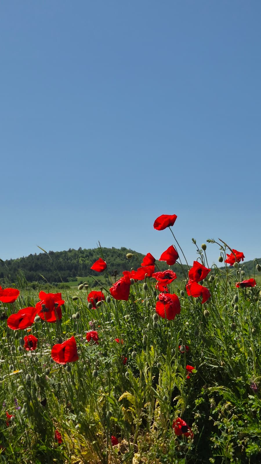 Çayır